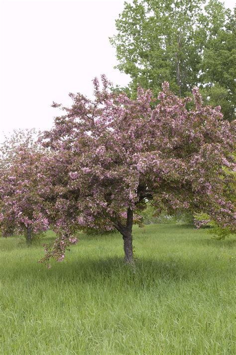 Indian Magic Crabapple: A Spectacular Tree for Fall Events and Weddings